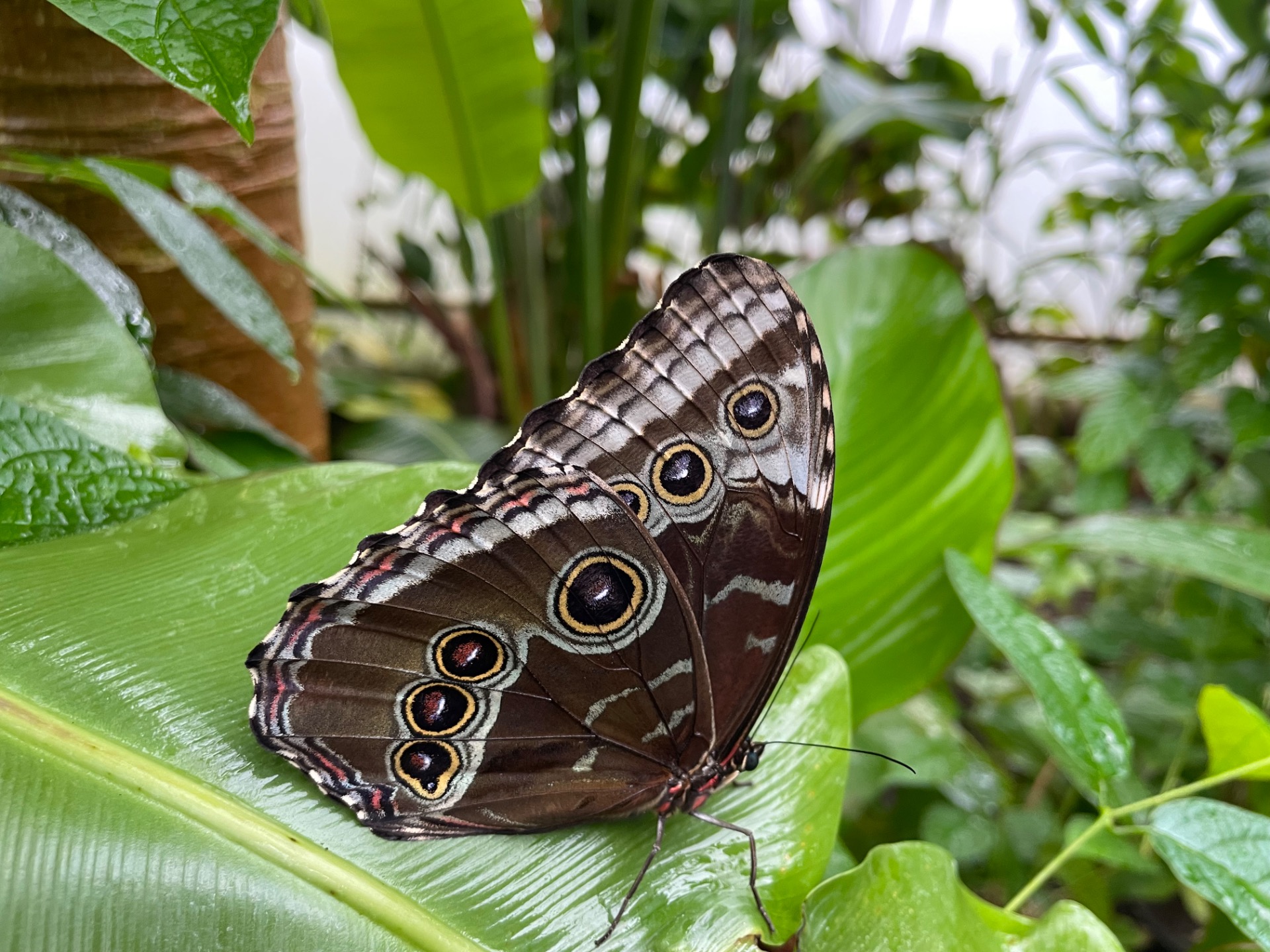 Butterfly Paradise, London Zoo, UK