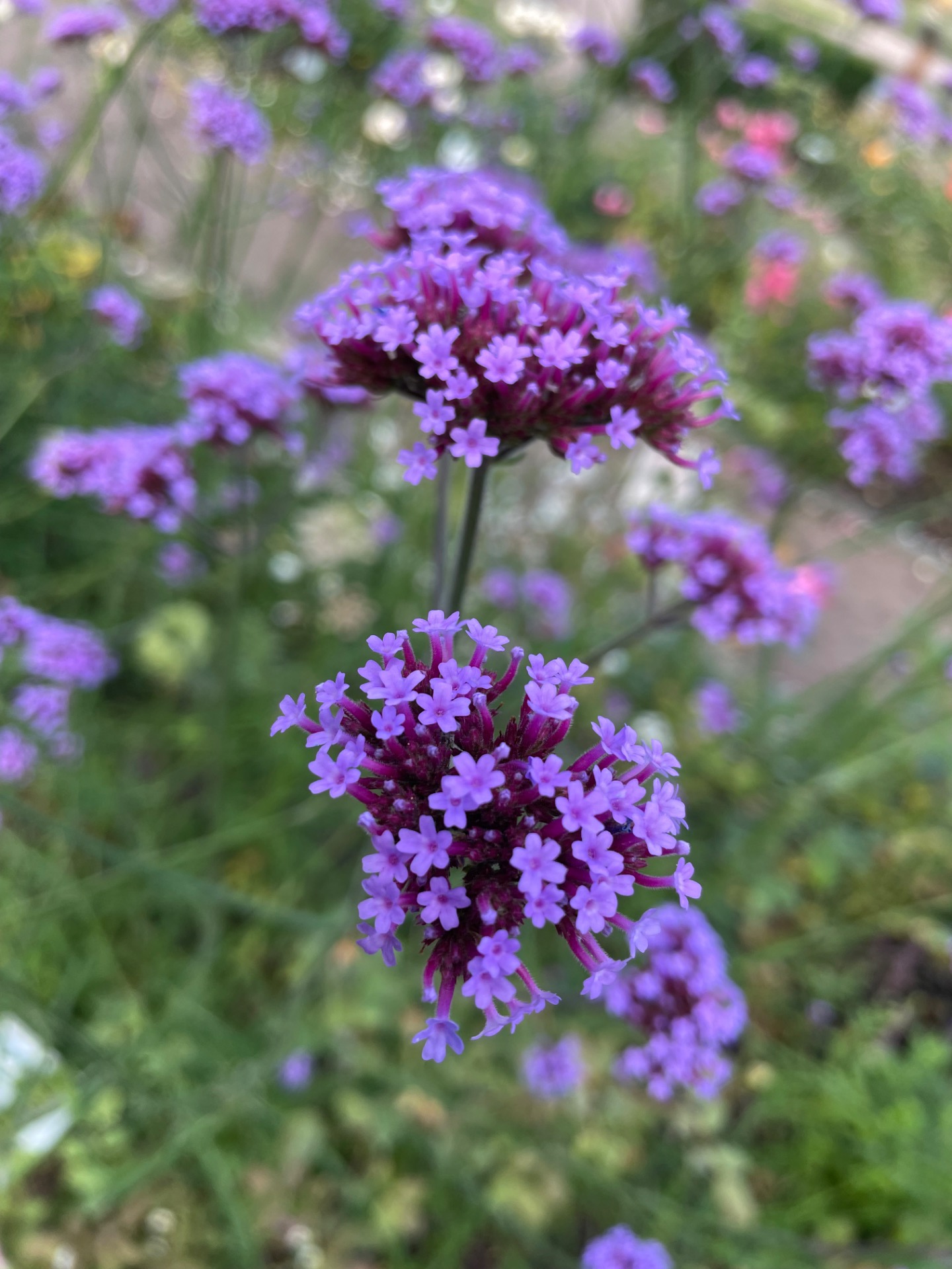 Lavendel i Trädgårdsföreningen, Göteborg
