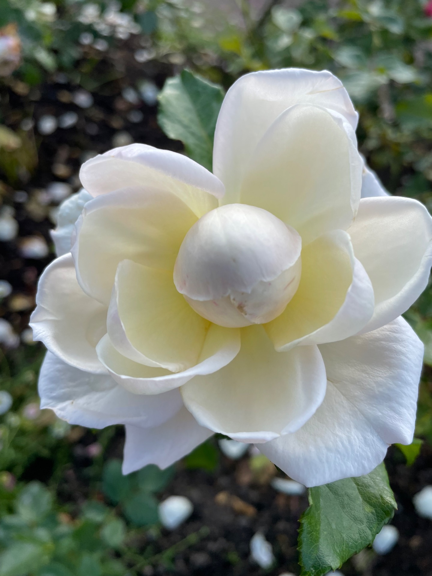 Göteborgs Rosarium i Trädgårdsföreningen Göteborg